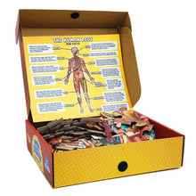 Load image into Gallery viewer, Human Anatomy Puzzle for Kids