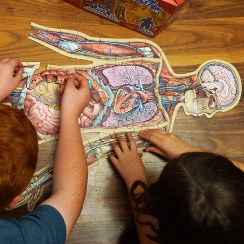 Human Anatomy Puzzle for Kids